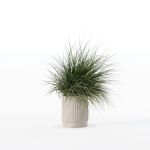 Grass in big flower pot