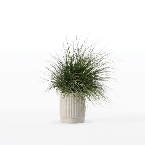 Grass in big flower pot