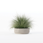 Grass in big flower pot