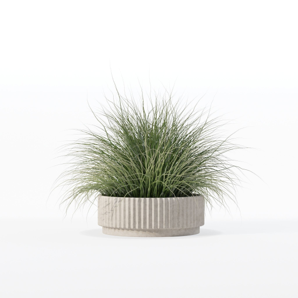 Grass in big flower pot