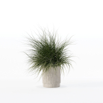 Grass in big flower pot