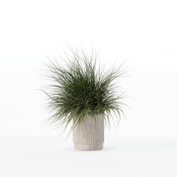 Grass in big flower pot