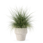 Grass in big flower pot