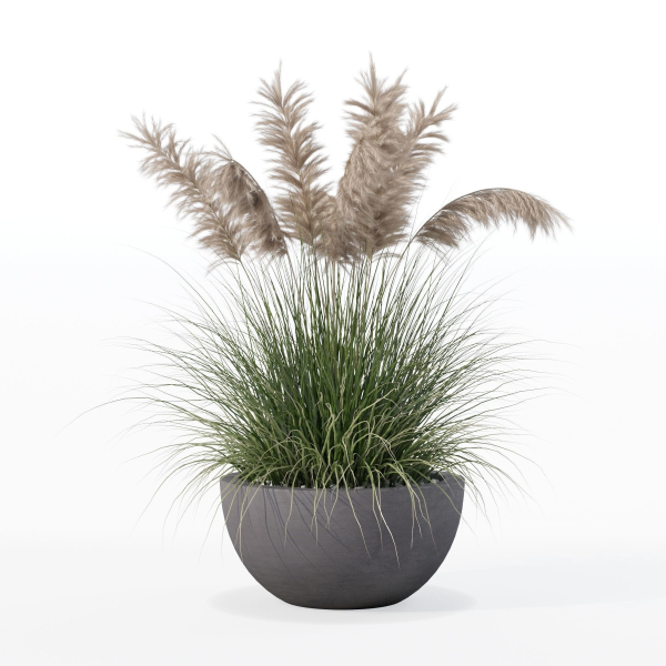 Grass in big flower pot