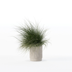 Grass in big flower pot