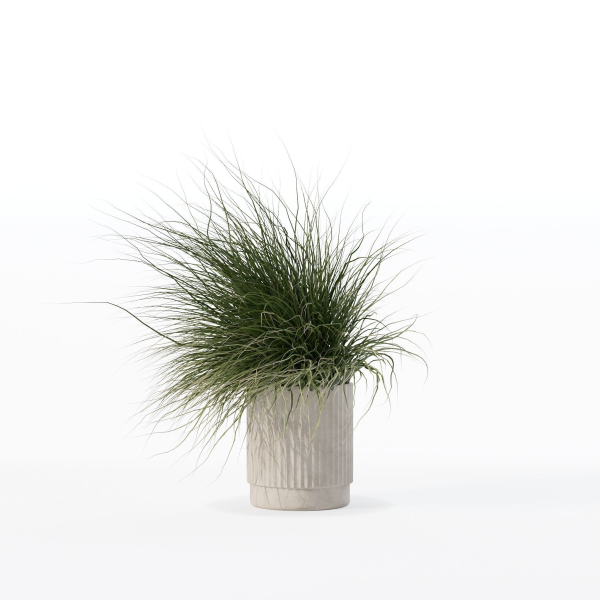 Grass in big flower pot