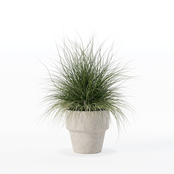 Grass in big flower pot