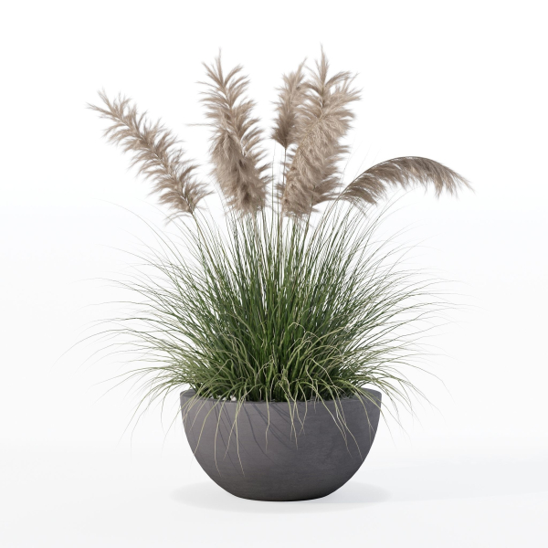 Grass in big flower pot
