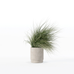 Grass in big flower pot