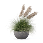Grass in big flower pot
