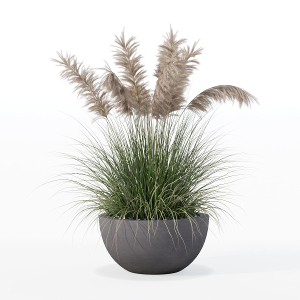 Grass in big flower pot