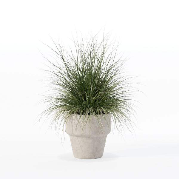 Grass in big flower pot