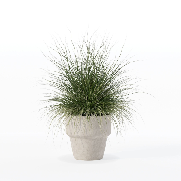 Grass in big flower pot