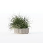 Grass in big flower pot