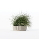 Grass in big flower pot