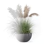 Grass in big flower pot