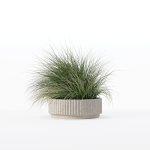 Grass in big flower pot
