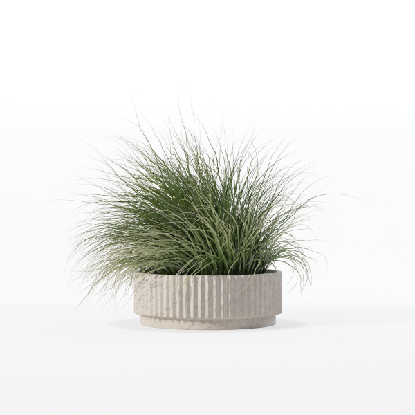 Grass in big flower pot