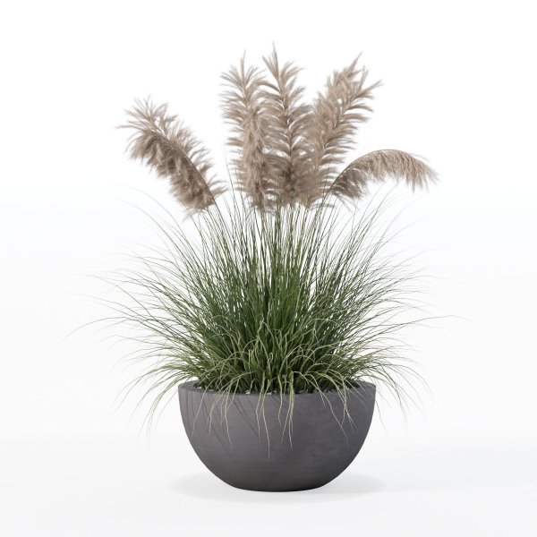 Grass in big flower pot