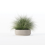 Grass in big flower pot