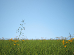 Grass Patches Green Meadow