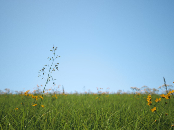 Grass Patches Green Meadow