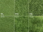 Grass Patches Green Meadow