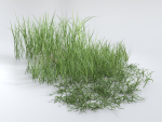 Grass Patches Green Meadow