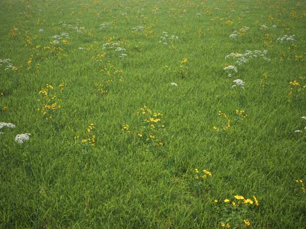 Grass Patches Green Meadow