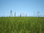 Grass Patches Green Meadow