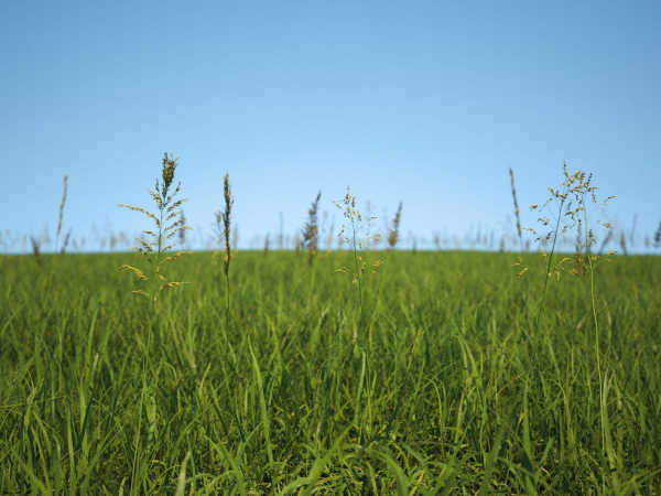 Grass Patches Green Meadow