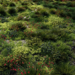 Grass set 1 grassy field with flowers