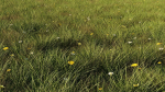 Grass set in circle