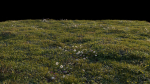 Grass setup - Chaos scatter for Cinema 4D and Corona