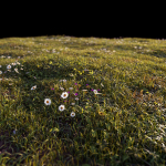 Grass setup - Chaos scatter for Cinema 4D and Corona