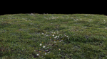 Grass setup - Chaos scatter for Cinema 4D and Corona