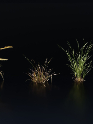 grass-variety-pack-1-3d-model-obj-fbx-blend