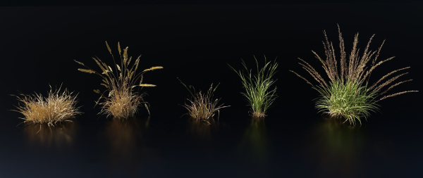 Grass Variety Pack 1
