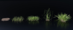 Grass Variety Pack 1