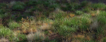 Grass Variety Pack 1