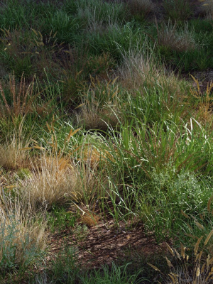 Grass Variety Pack 1