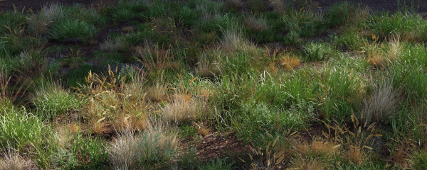 Grass Variety Pack 1