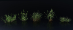 Grass Variety Pack 2