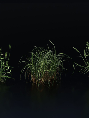 grass-variety-pack-2-3d-model-obj-fbx-blend