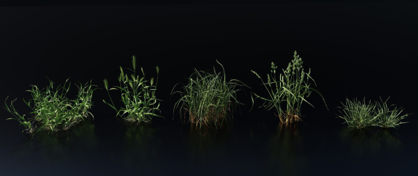 Grass Variety Pack 2