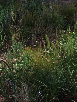 Grass Variety Pack 2