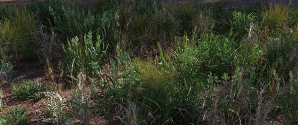 Grass Variety Pack 2