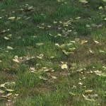 grass10