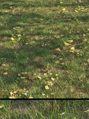 grass10
