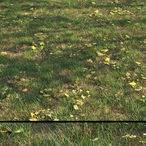 grass10